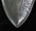 Serrated Megalodon Tooth - Quality #13063-3